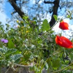 forage-flowers