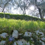 olive-trees-flowers2